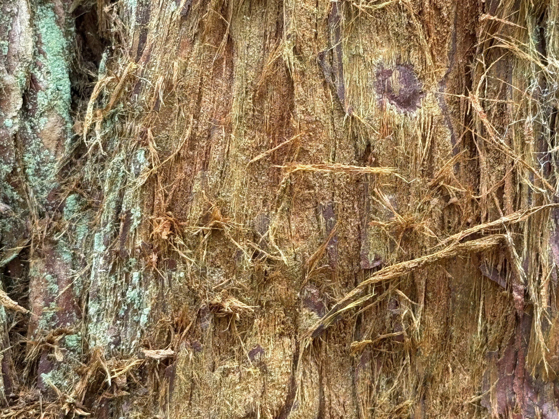 img of Bark